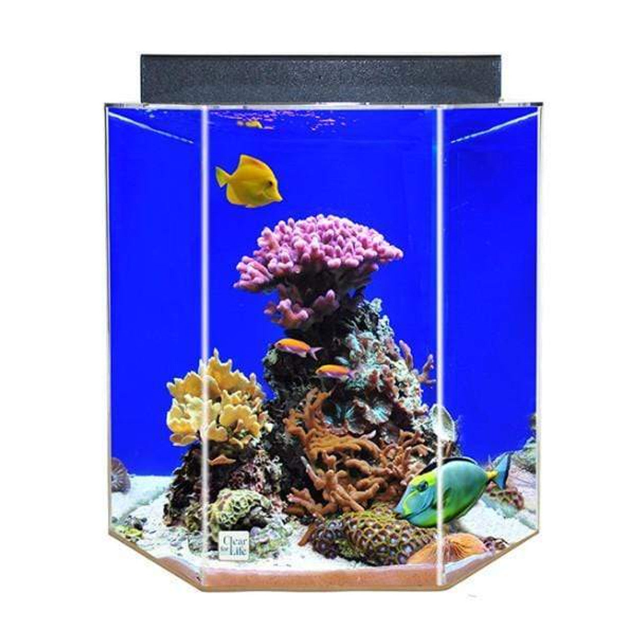 Clear-For-Life Hexagon Acrylic Uniquarium 3-in-1 System